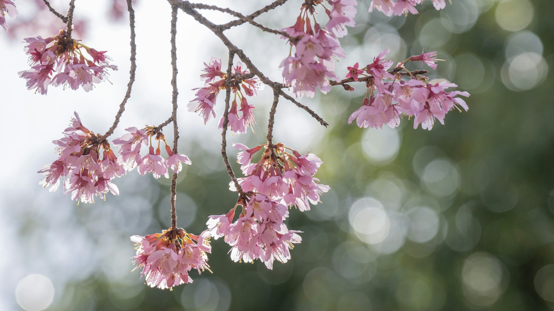 Close-up of pink cherry blossoms in full bloom on a branch